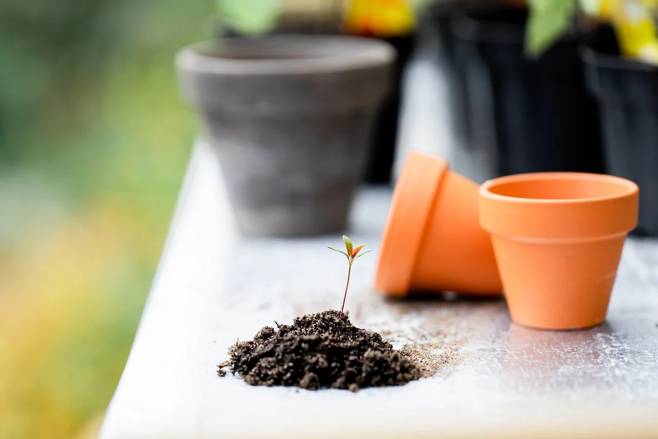 Ghid simplu pentru alegerea de semințe plante și semințe roșii